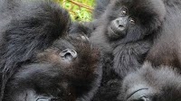 Study finds female mountain gorillas prefer to join 'buddies'