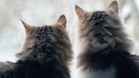 Siberian Cats Who Love to Play ‘Good Cop-Bad Cop’ Are Too Cute to Resist