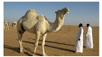 Filipinos back in Saudi workforce; minimum wage to be Rs 3.76 lakh