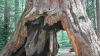 Iconic Sequoia 'Tunnel Tree' Brought Down By California Storm : The Two-Way