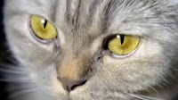 Cat Owner’s Boyfriend Comes Over but Feline Has Same Problem: ‘Always Mad’