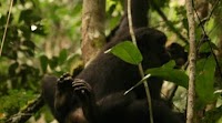 Latest news from the bonobos: Pan paniscus myths and realities