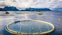 News - Norway’s salmon industry reports record profits, say analysts