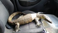 Mad rush to save injured lizard