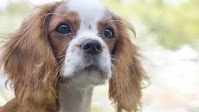 Treatment of myxomatous mitral valve disease in dogs: an update