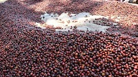 Ministry of Agriculture updates farmers on current coffee prices