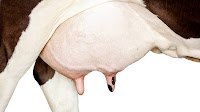 Brazil dairy prices rise in September - Cepea