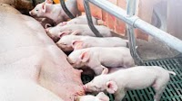 Poland’s pig industry is braced for months of low profitability