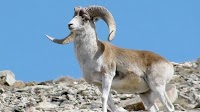 Montana man cloned Marco Polo sheep from Kyrgyzstan for captive hunting