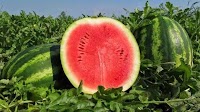 Watermelon riot: Ukrainian growers are ready to leave the watermelon on the fields