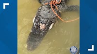 Homeowner confesses to shooting, trying to sink alligator in East Texas lake