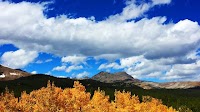 Aspen trees could be a colorful addition to your yard – but experts say you’ll probably regret it