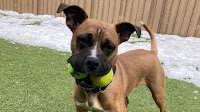 Meet TJ: CNY Central's Adoptable Pet of the Week