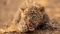 Wildlife SOS reunites leopard mother and cub, its 100th reunion
