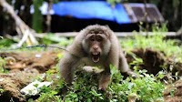 Pakistan Arrests Indian Monkey For Crossing Border