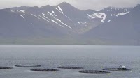 Farmed Salmon Surpasses Capelin in Export Income