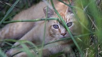 Cat-killing competition for kids in New Zealand canceled after backlash