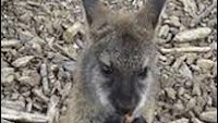 Southern Counties - Nature and wildlife - The Ash Vale Wallaby