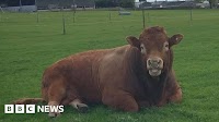 Bull's bid to scratch 'itchy bum' cuts off power to 800 homes
