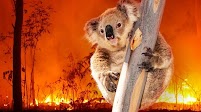 Prague Zoo raising money to help Australian wildlife