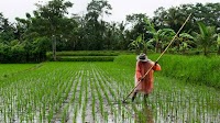 Indonesia’s Rice Dependence: An International Political Economy Perspective