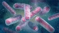 E. coli: Das vielseitigste Bakterium der Wissenschaft