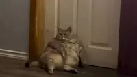 Shelter Takes In 30-Pound Animal And 'Couldn't Believe She Was A Cat'