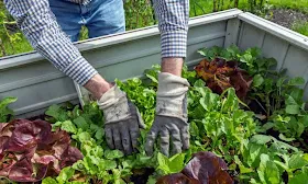Is produce from a home garden safer than store bought? 'It depends'