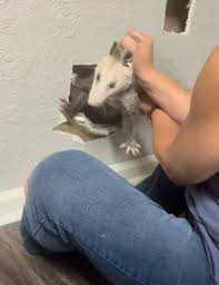 Woman Hears Scratching Behind The Walls — And Realizes An Entire Family Is Trapped