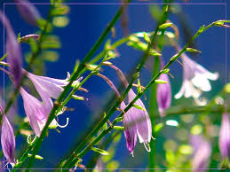 August Blume - Bild \u0026amp; Foto von Hans Josef Klaiber aus Blüten ...