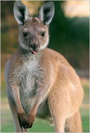 Image result for cute kangaroos