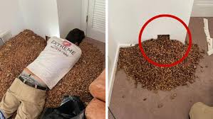 US pest control worker finds wall full of acorns as ...