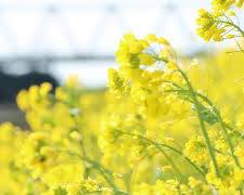 千葉県 香取市の菜の花の画像