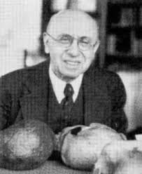Most of the study on these fossils was done by Davidson Black until his death in 1934. Franz Weidenreich replaced him and studied the fossils until leaving ... - weidenreich