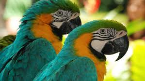 Image result for macaw parrot hd