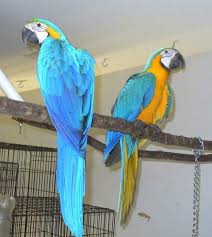 Image result for baby macaw parrot for sale