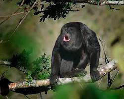 Image of Monkeys howling