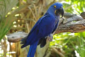 Image result for hyacinth macaw images