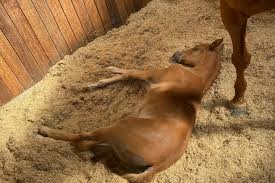 🌸Bondes Bellis🌸 E. Blue Hors Baron / Blue Hors Zatzmo ...