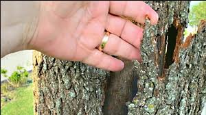 Here's what Texas A&M Forest Service officials say about the threat of trees 'exploding' in the cold