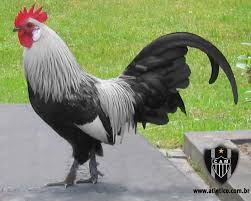 Resultado de imagem para galo atletico