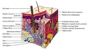 Image result for integumentary system model