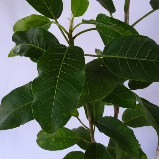 Figueira da pedra - Ficus enormis - Fábrica de Árvores - O viveiro mais  moderno do Brasil