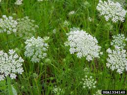 Image result for queen anne's lace