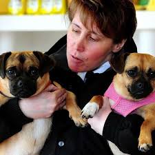 Deputy Chief Inspector Jayne Bashford with Pug Crosses Ringsby and Betty who have found homes after being rescued at Manor Vets, Halesowen, Birminghm [PA] - 395842_1