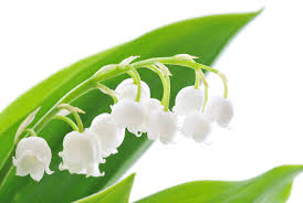 Résultat de recherche d'images pour "le muguet"