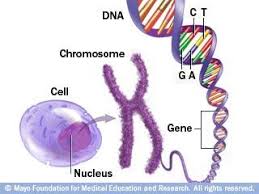 Image result for human chromosomes dna