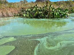 Flesh-Eating Bacteria Found In LI Water Has 20 Percent Chance Of Killing People, Dogs In 48 Hours: Expert