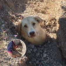 A rescuer found a dog buried up to her neck...then realized ...