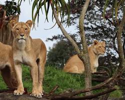 Image of Auckland Zoo Auckland